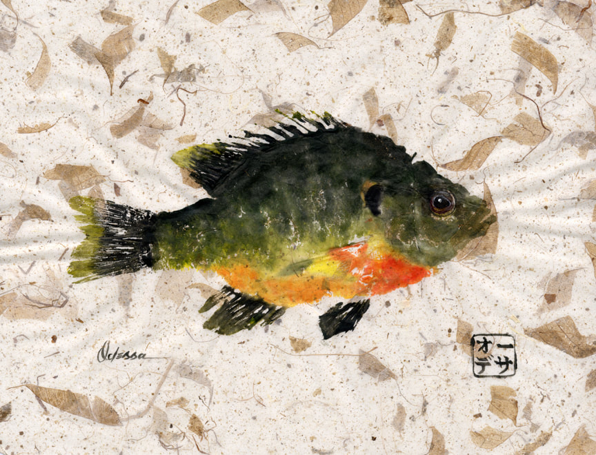 Brim fish Gyotaku on mango paper