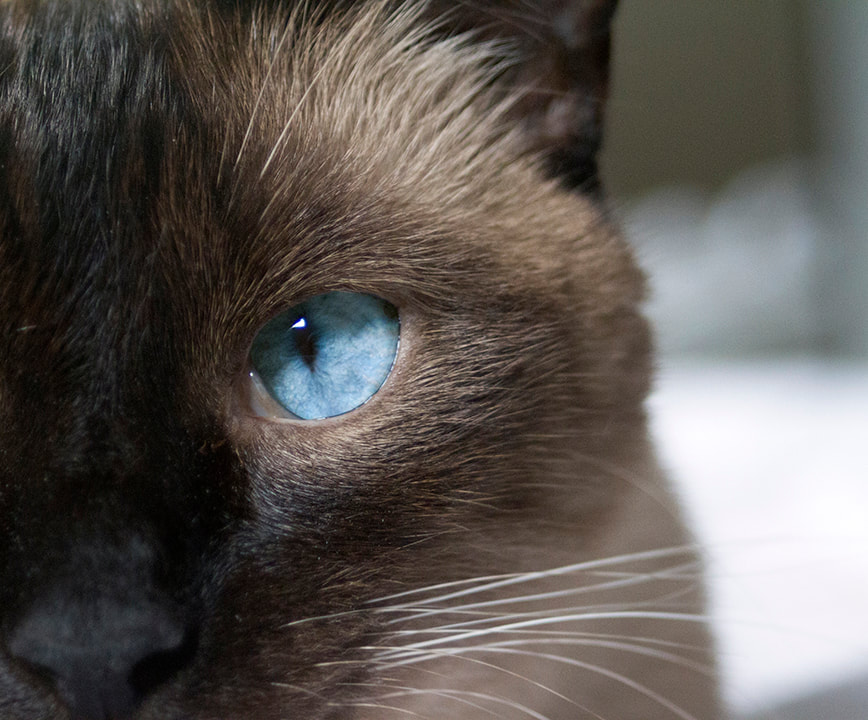 Cat eye - Siamese cat - blue eye