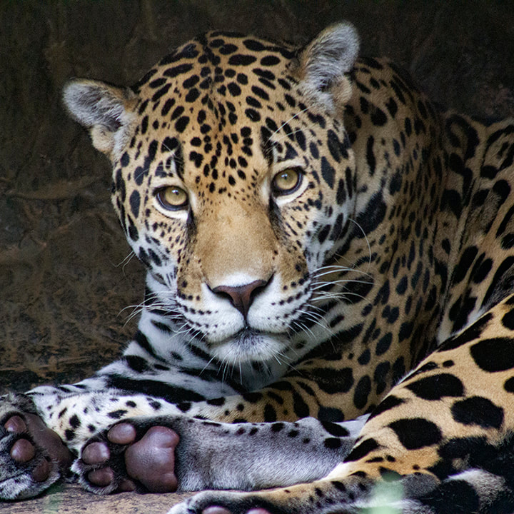 Jaguar at the Birmingham Zoo
