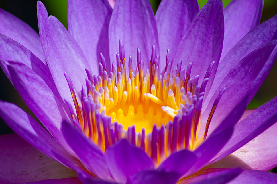 Purple Lotus water lily