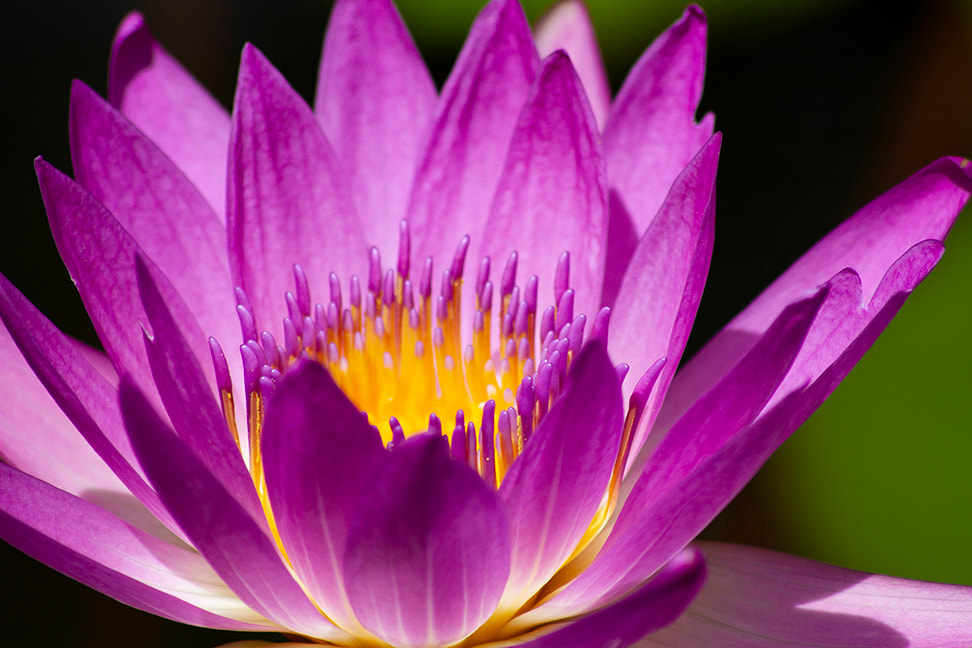 Pink Lotus water lily