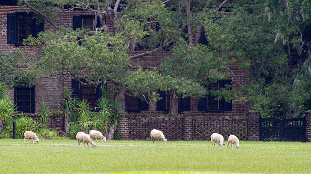 Sheep grazing at Middleton Plantation, Charleston, South Carolina
