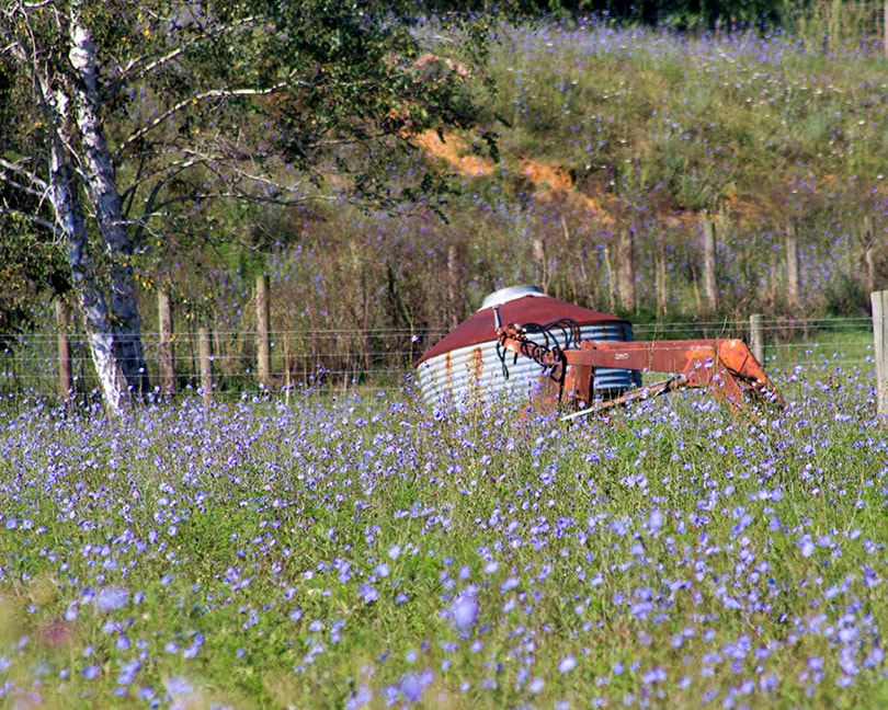 Farm equipment in a field of purple flowers, Virginia